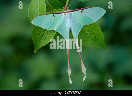 Chinesische Mondmotte (Actias dubernardi), weiblich. Dayaoshan, Jinxin, Guangxi, China. Stockfoto