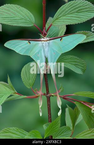 Chinesische Mondmotte (Actias dubernardi, Weibchen in Ruhe zwischen Blättern. Dayaoshan, Jinxin, Guangxi, China. Stockfoto