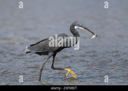 Westlicher Riffreiher (Egretta gularis), der mit Fischen im Schnabel weht, Gambia. Stockfoto