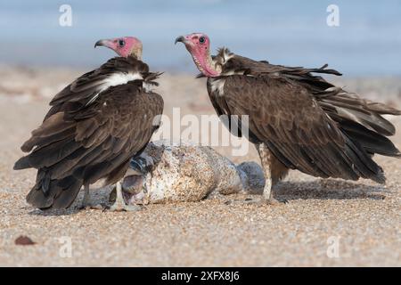 Kapuzengeier (Necrosyrtes monachus), zwei stehend mit Fischen, Gambia. Stockfoto