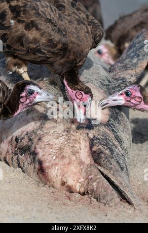 Kapuzengeier (Necrosyrtes monachus), Jungtiere, die Delfine fressen, Gambia. Stockfoto