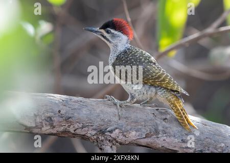 Kleiner grüner Spechte (Campethera maculosa) auf einem Baum, Gambia. Stockfoto