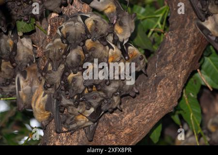 Strohfarbene Fledermaus (Eidolon helvum), Kolonie, Lamin, Gambia. Stockfoto