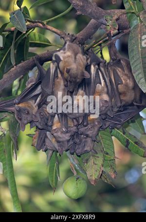 Strohfarbene Fledermaus (Eidolon helvum), Kolonie, Lamin, Gambia. Stockfoto