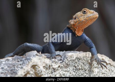 Regenbogenechse (Agama Agama), Gambia. Stockfoto