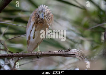 Squacco Reiher (Ardeola ralloides) kratzt, Gambia. Stockfoto