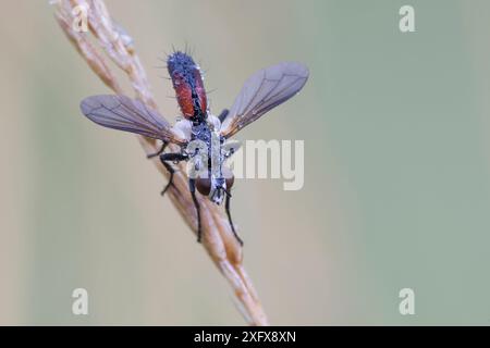 Fly (Eriothrix rufomaculata), Klein Schietveld, Brasschaat, Belgien. Juni Stockfoto