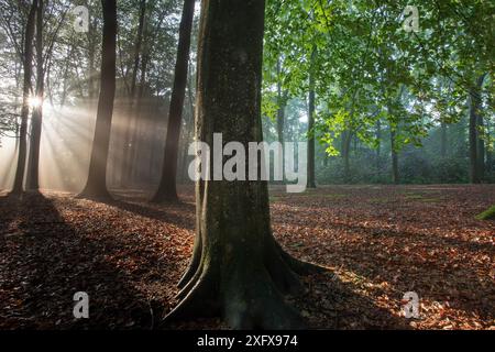 Buche (Fagus sylvatica) Peerdsbos, Brasschaat, Belgien Stockfoto