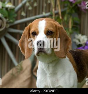 Beagle Stockfoto