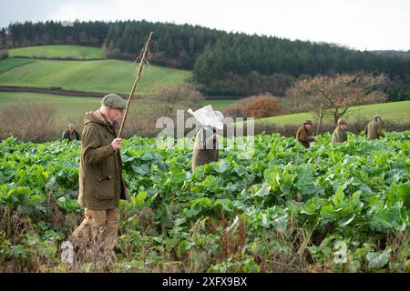 Quirle auf einem Fasanenbesatz in Deckenkulturen Stockfoto