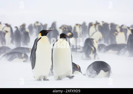 Kaiserpinguin (Aptenodytes forsteri)-Kolonie bei wehendem Schnee und bewölktem Wetter. Gould Bay, Weddell Sea, Antarktis. Stockfoto