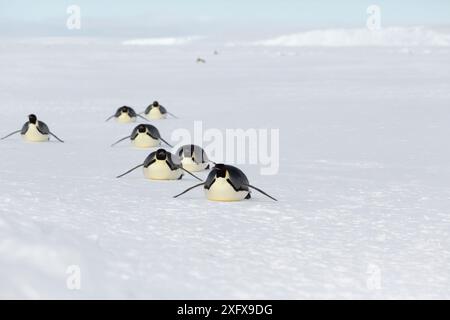 Kaiserpinguine (Aptenodytes forsteri) erwachsene Pinguine, die auf ihrem Bauch rodeln, um nach der Fütterung auf See in die Kolonie zurückzukehren. Gould Bay, Weddell Sea, Antarktis Stockfoto