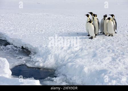 Kaiserpinguin (Aptenodytes forsteri) drängte sich auf, um ins Meer zu gehen, Gould Bay, Weddell Sea, Antarktis Stockfoto