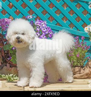 Bichon frise Stockfoto