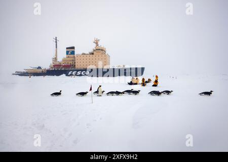 Kaiserpinguine (Aptenodytes forsteri) und Touristen auf dem Meereis vor dem russischen Eisbrecher Kapitan Chlebnikov im Meereis nahe der Snow Hill Island Kolonie, Weddellmeer, Antarktis. Stockfoto