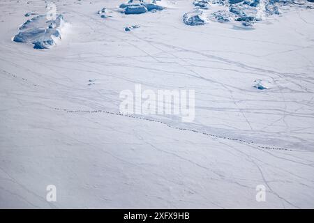 Blick aus der Vogelperspektive auf Kaiserpinguine (Aptenodytes forsteri) Rodeln im Schnee, Snow Hill Island, Weddell Sea, Antarktis, Stockfoto