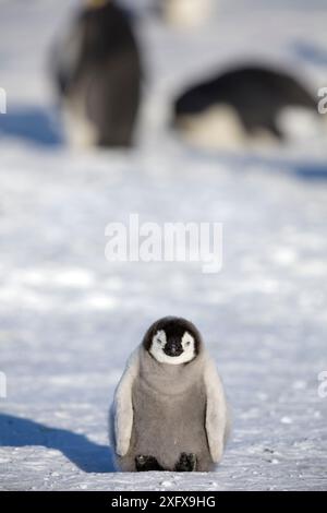 Kaiserpinguin (Aptenodytes forsteri) sehr junge Küken auf Meereis, Gould Bay, Weddell Sea, Antarktis. Stockfoto