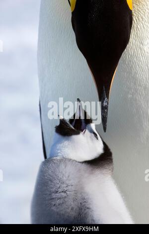 Kaiserpinguin (Aptenodytes forsteri) füttert junge Küken, Snow Hill Island Rookery, Antarktis. Oktober. Sequenz 1 von 3 Stockfoto