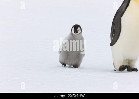 Kaiserpinguin (Aptenodytes forsteri) mit jungen Küken, Snow Hill Island Rookery, Antarktis. Oktober. Stockfoto