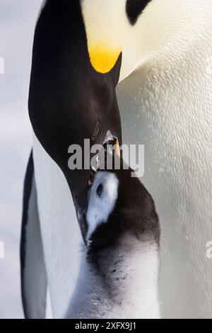 Kaiserpinguin (Aptenodytes forsteri) füttert junge Küken, Snow Hill Island Rookery, Antarktis. Oktober. Sequenz 3 von 3 Stockfoto