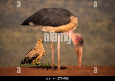 Tawny Eagle (Aquila rapax) mit Marabou (Leptoptilos crumenifer) Zimanga Private Game Reserve, KwaZulu-Natal, Südafrika. Stockfoto