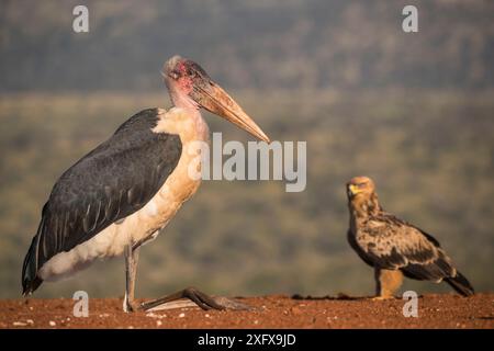 Marabou (Leptoptilos crumenifer) sitzt neben Tawny Eagle (Aquila rapax) Zimanga Private Game Reserve, KwaZulu-Natal, Südafrika. Stockfoto