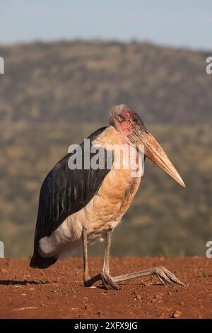 Marabou (Leptoptilos crumenifer) Sitting, Zimanga Private Game Reserve, KwaZulu-Natal, Südafrika. Stockfoto