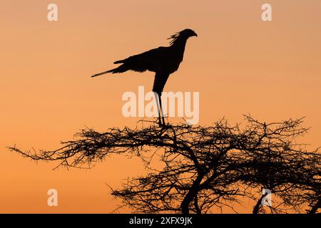 Secretarybird (Sagittarius serpentarius) Silhouetten auf dem Platz im Baum, Zimanga Private Game Reserve, KwaZulu-Natal, Südafrika. Stockfoto