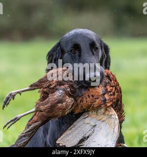 Flatcoated Retriever mit totem Fasan Stockfoto