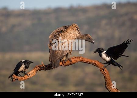 Weißgeier (Gyps africanus) mit Rattenkrähen (Corvus albus) Zimanga Private Game Reserve, KwaZulu-Natal, Südafrika. Stockfoto