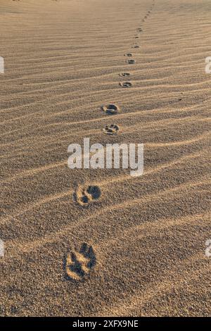 Braune Hyaena (Hyaena brunnea) Fußspuren im Sand, Namib-Wüste, Namibia. Stockfoto