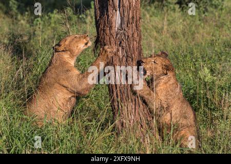 Löwen (Panthera leo) Jungtiere Kaurinde, Zimanga Private Game Reserve, KwaZulu-Natal, Südafrika. Stockfoto