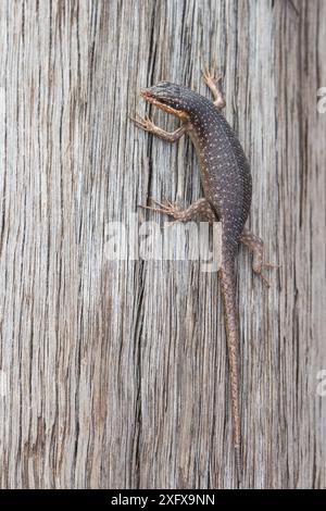 Kalahari-Baum-Skink (Trachylepis spilogaster) Kgalagadi Transfrontier Park, Nordkap, Südafrika. Stockfoto