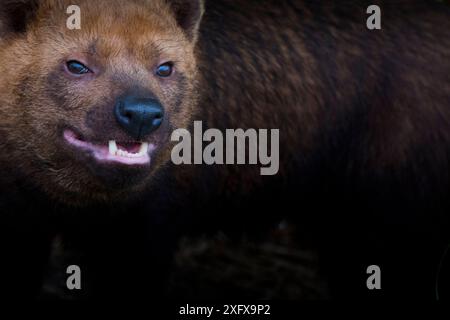 Porträt des Buschhundes (Speothos venaticus). Kommt in Mittel- und Südamerika vor. Captive, Niederlande. Stockfoto