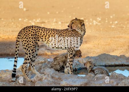 Gepard (Acinonyx jubatus) mit Jungen, Kgalagadi Transfrontier Park, Südafrika. Stockfoto