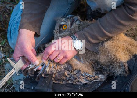 Uhu (Bubo Bubo) Küken. Mann misst die Flügel der Küken&#39;während der Klingelsitzung. Niederlande. Februar 2016. Stockfoto