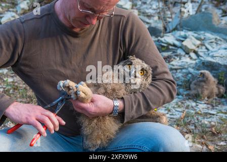 Mann, der Eulen (Bubo Bubo)-Küken klingelt. Niederlande. Februar 2016. Stockfoto