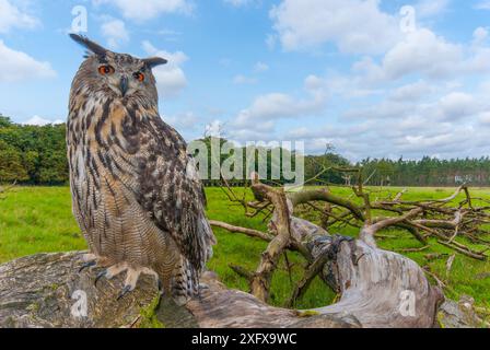 Uhu (Bubo Bubo) auf Baumstamm. Captive, Niederlande. September 2008. Stockfoto