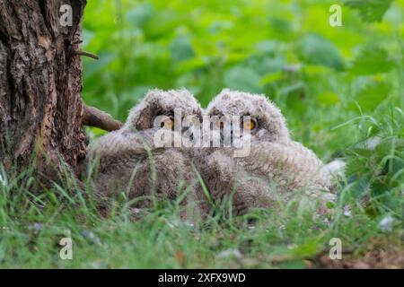 Uhu (Bubo bubo), zwei Küken im Nest, Niederlande. Mai. Stockfoto