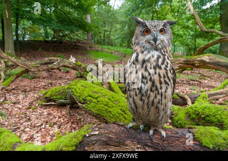 Uhu (Bubo Bubo), Erwachsener, der auf Baumstamm hockt. Captive, Niederlande. August 2011. Stockfoto