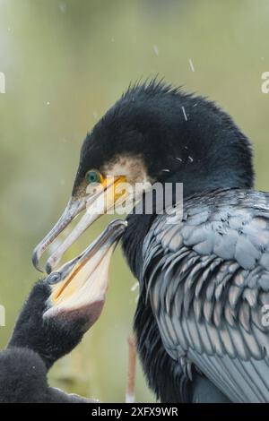 Großer Kormoran (Phalacrocorax carbo), zwei an der Neststelle. Niederlande. Mai. Stockfoto