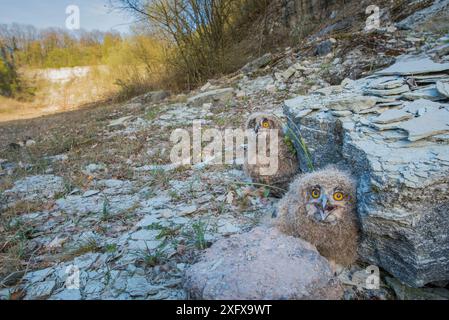 Uhu (Bubo Bubo), zwei Küken während des Klingelns. Niederlande. Februar 2016. Stockfoto