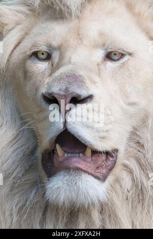 Weißer Löwe (Panthera leo) männlich. Captive, Niederlande. Stockfoto