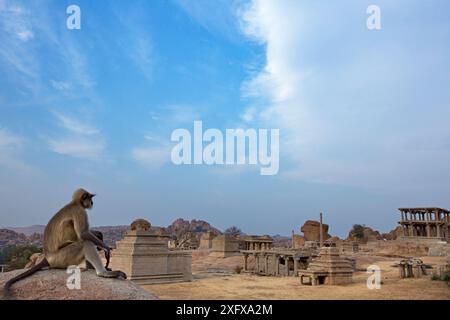 Southern Plains Grey Langur oder Hanuman Langur Männchen, die auf Felsen sitzen und über ruinierte Tempel blicken. Hampi, Karnataka, Indien. Stockfoto