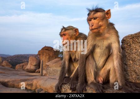 Macaca radiata (Macaca radiata), männlich und weiblich, die auf einem antiken Tempel sitzen. Hampi, Karnataka, Indien. Stockfoto