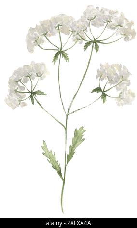 Aquarell Wiese Blumen Blumenstrauß Illustration, Wildblumen Clipart, Königinnen Anns Spitze Feld Blume Zweig Stockfoto