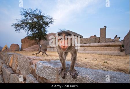 Haubenmakaken (Macaca radiata) bei neugieriger Annäherung. Hampi, Karnataka, Indien. Stockfoto