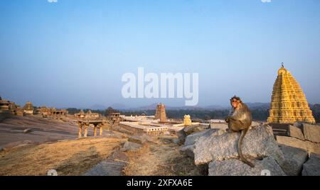 Das auf Felsen sitzende Haubenmakaken (Macaca radiata) mit dem Virupaksha-Tempel im Hintergrund. Hampi, Karnataka, Indien. Stockfoto