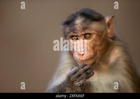 Maskenmakaken (Macaca radiata) Jugendporträt. Hampi, Karnataka, Indien. Stockfoto