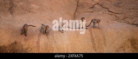 Haubenmakaken (Macaca radiata), Jugendliche, die auf Felsen spielen. Hampi, Karnataka, Indien. Stockfoto